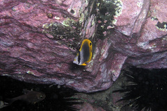 Chaetodon flavirostris