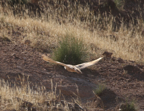 Pharaoh Eagle-Owl