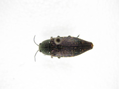 Buprestis confluenta