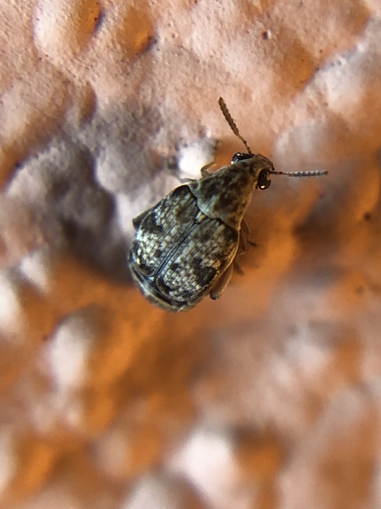 Prosopis Seed Beetle