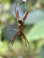 Micrathena brevipes