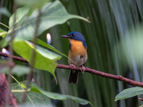 Large Blue Flycatcher (Cyornis magnirostris), photo 3