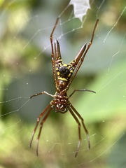 Micrathena brevipes