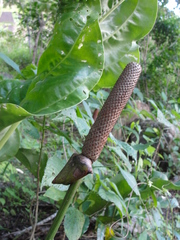 Anthurium affine