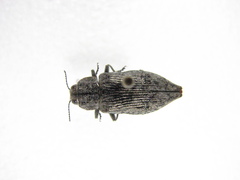Poecilonota