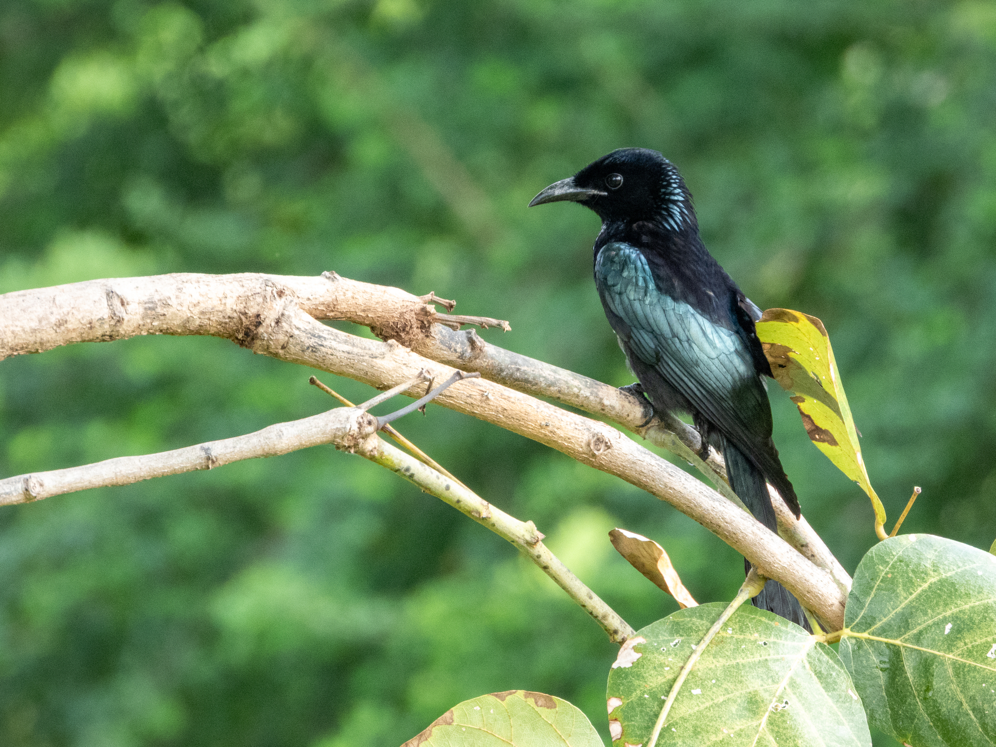 Hair-crested Drongo (Dicrurus hottentottus)