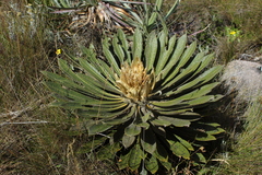 Espeletia guacharaca