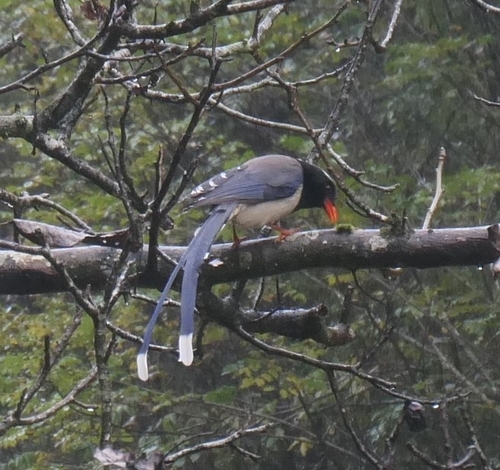 Red-billed Blue-Magpie