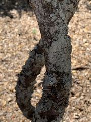 Strophanthus petersianus