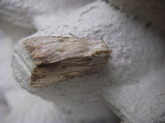 Apamea lithoxylaea