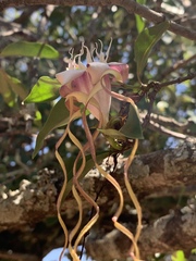 Strophanthus petersianus