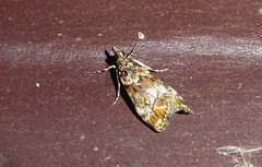 Eudonia minualis