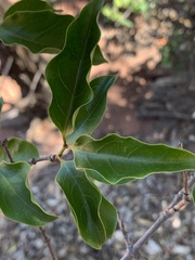 Strophanthus petersianus