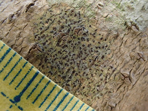 Arthonia pertabescens