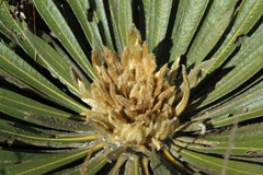 Espeletia guacharaca