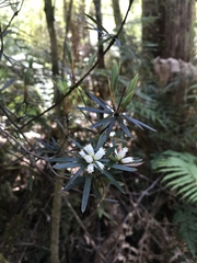 Cyathodes glauca