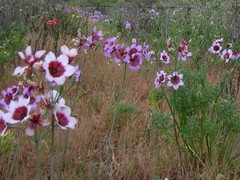 Leucocoryne purpurea