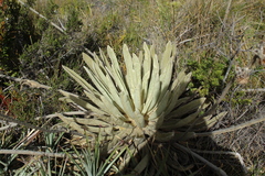 Espeletia congestiflora