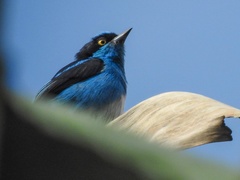Dacnis lineata