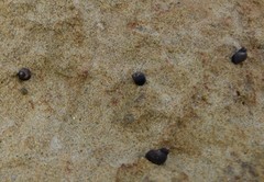 Austrolittorina cincta