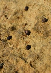 Austrolittorina cincta