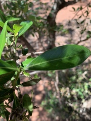 Coptosperma littorale