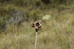 Espeletia congestiflora