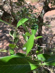 Coptosperma littorale