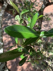Coptosperma littorale