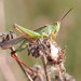 Tricolor Grasshopper - Photo (c) benoitnabholz, some rights reserved (CC BY-NC-SA), uploaded by Benoit NABHOLZ