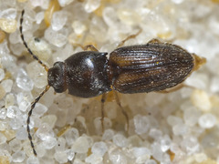 Cardiophorinae