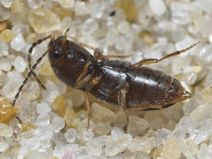 Cardiophorinae