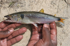 Freshwater Barracuda photo 4