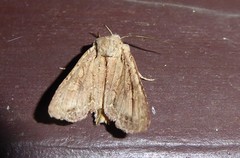 Ichneutica averilla