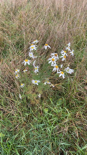 scentless mayweed
