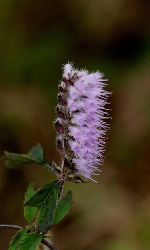 Elsholtzia argyi (Elsholtzia argyi)