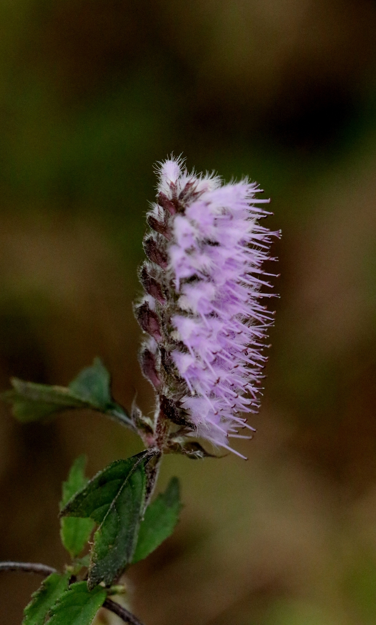 Elsholtzia Argyi (Elsholtzia argyi)