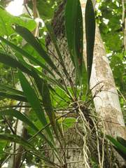 Anthurium gracile