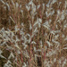 Splitbeard Bluestem - Photo (c) Cullen Hanks, some rights reserved (CC BY-NC), uploaded by Cullen Hanks