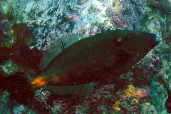Meuschenia flavolineata