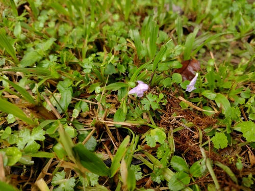 Duckbill Lindernia (Bonnaya ruelloides)