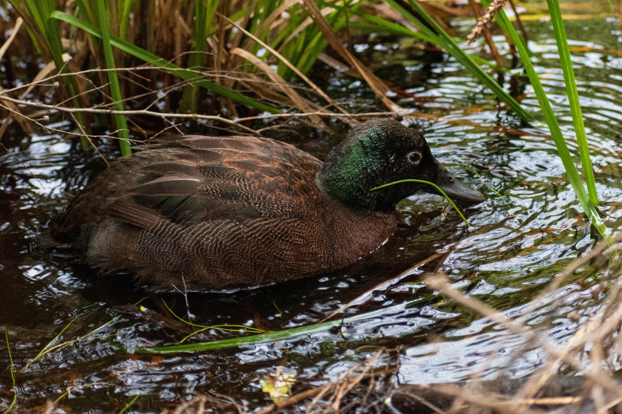 Campbell Teal (Anas nesiotis), photo 3