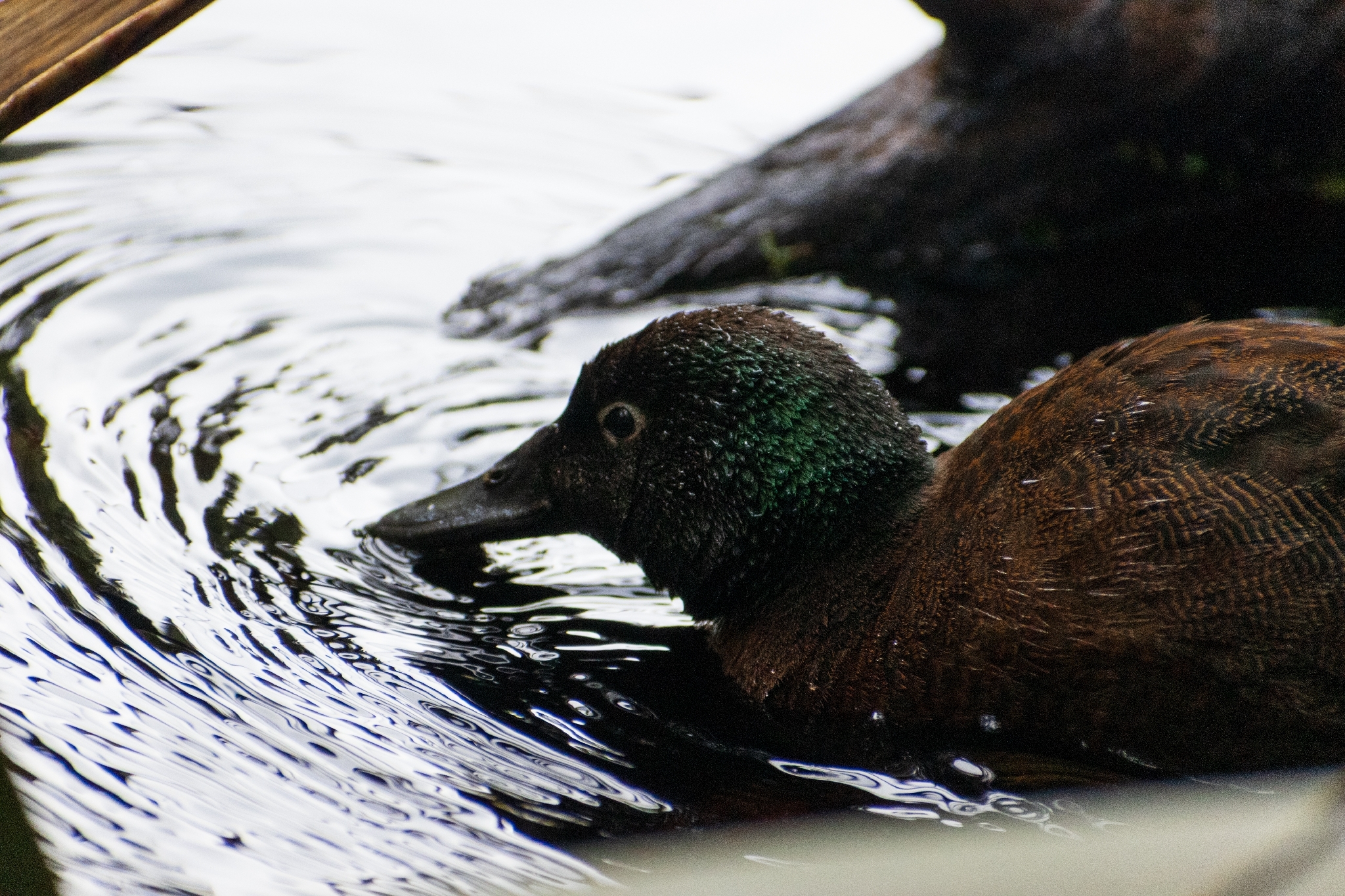 Campbell Teal (Anas nesiotis), photo 4