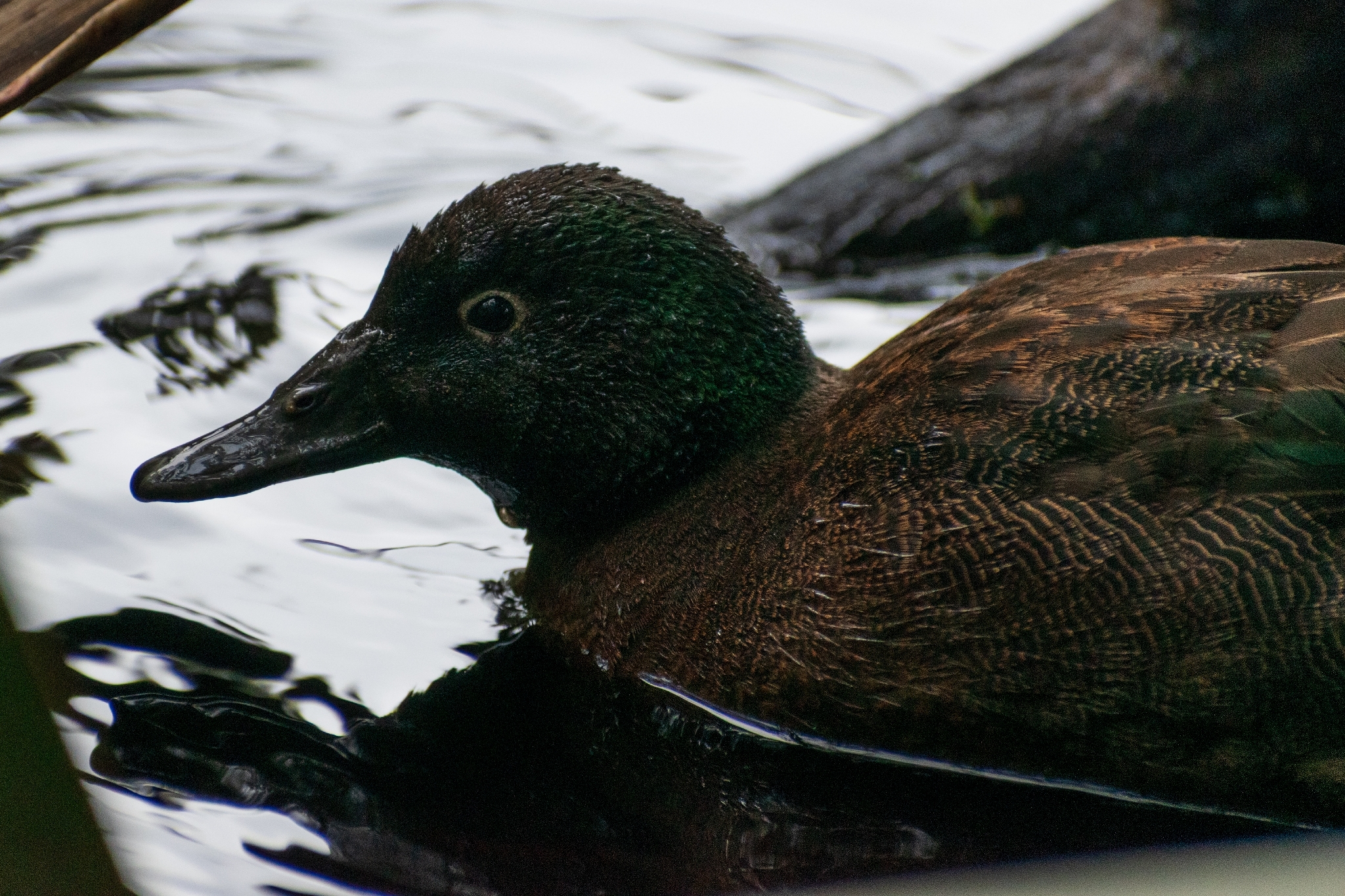 Campbell Teal (Anas nesiotis), photo 5
