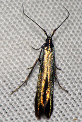 Coleophora mayrella