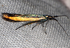 Coleophora mayrella