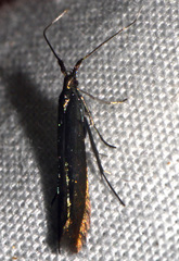 Coleophora mayrella
