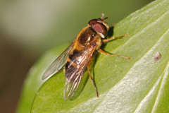 Epistrophe eligans