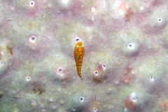 Cochleoceps orientalis
