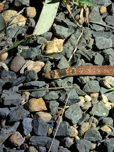 Eastern Shovel-nosed Snake sighting